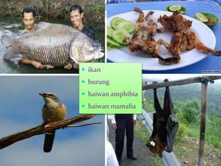  ikan
 burung
 haiwan amphibia
 haiwan mamalia
 