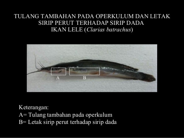 Ikhtiologi