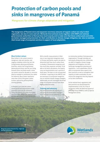 Mangroves protect Panamá City´s high end
housing investments
The mangroves of Panamá store and sequester enormous amounts of organic carbon not only in their
vegetation, but also in roots and soil. Wetlands International works together with UNDP and national
governmental authorities to find out how much exactly and to make sure that these carbon pools and sinks
are better managed and protected. For their contribution to climate change mitigation, but also to maintain
their broad range of ecosystem services in support of local adaptation.
Blue Carbon values
Blue Carbon is the carbon stored in
mangroves, tidal salt marshes, and
seagrass meadows within the soil, the
living biomass above ground (leaves,
branches, stems), the living biomass
below ground (roots), and the non-living
biomass (litter and dead wood). It does
not remain stored for decades or centuries
(like for example in rainforests), but rather
for millennia. Blue Carbon represents
more than 55% of the green carbon
(carbon captured by photosynthetic
activity) globally.
In Panamá, up to now the carbon
stored (pool) and sequestration (sink)
potential could only be estimated
using calculations of studies from other
countries with similar latitudes and apply
these to the country´s 169,700 hectares
of mangrove cover.
With scientific measurements in field
sites in two important mangroves areas
in Chiriquí and Darién, experts are able to
determine both how much carbon there
is already in Panamanian mangroves and
how much they sequester annually. To be
able to do these calculations, the experts
carry out measurements over a period of
three years. The data is to be incorporated
in Panamá´s reporting to the UNFCCC and
are necessary to incorporate mangroves
into its national climate change strategies.
Additionally, we will investigate the broad
range of ecosystem services from these
highly productive areas.
Training and advocacy
The initiative builds the capacity of a
core group of conservation managers
from national to local authorities as well
as community members from grassroots
organisations. Through trainings and
learning-by-doing exercises, authorities
are able to integrate climate change
adaptation and mitigation into their
landscape management planning and
regulations. Local stakeholders will be
able to incorporate these aspects into
their practices as well as strengthen their
capacity to make sustainable use and
restore the mangroves that they depend
on for their livelihoods.
At the national level, regulations and
best practices are disseminated for
implementation in the 70,177ha of
mangroves within the National System of
Protected Areas (SINAP) as well as Special
Management Zones.
Protection of carbon pools and
sinks in mangroves of Panamá
Mangroves for climate change adaptation and mitigation
 