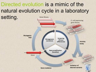 Directed evolution is a mimic of the
natural evolution cycle in a laboratory
setting.
 