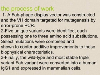 the process of work
1- A Fab-phage display vector was constructed
and the VH domain targeted for mutagenesis by
error-prone PCR.
2-Five unique variants were identified, each
possessing one to three amino acid substitutions.
Select mutations were combined and
shown to confer additive improvements to these
biophysical characteristics.
3-Finally, the wild-type and most stable triple
variant Fab variant were converted into a human
IgG1 and expressed in mammalian cells.
 