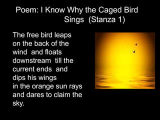 Poem: I Know Why the Caged Bird
Sings (Stanza 1)
The free bird leaps
on the back of the
wind and floats
downstream till the
current ends and
dips his wings
in the orange sun rays
and dares to claim the
sky.
 