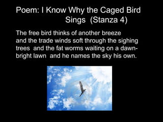 The free bird thinks of another breeze
and the trade winds soft through the sighing
trees and the fat worms waiting on a dawn-
bright lawn and he names the sky his own.
Poem: I Know Why the Caged Bird
Sings (Stanza 4)
 
