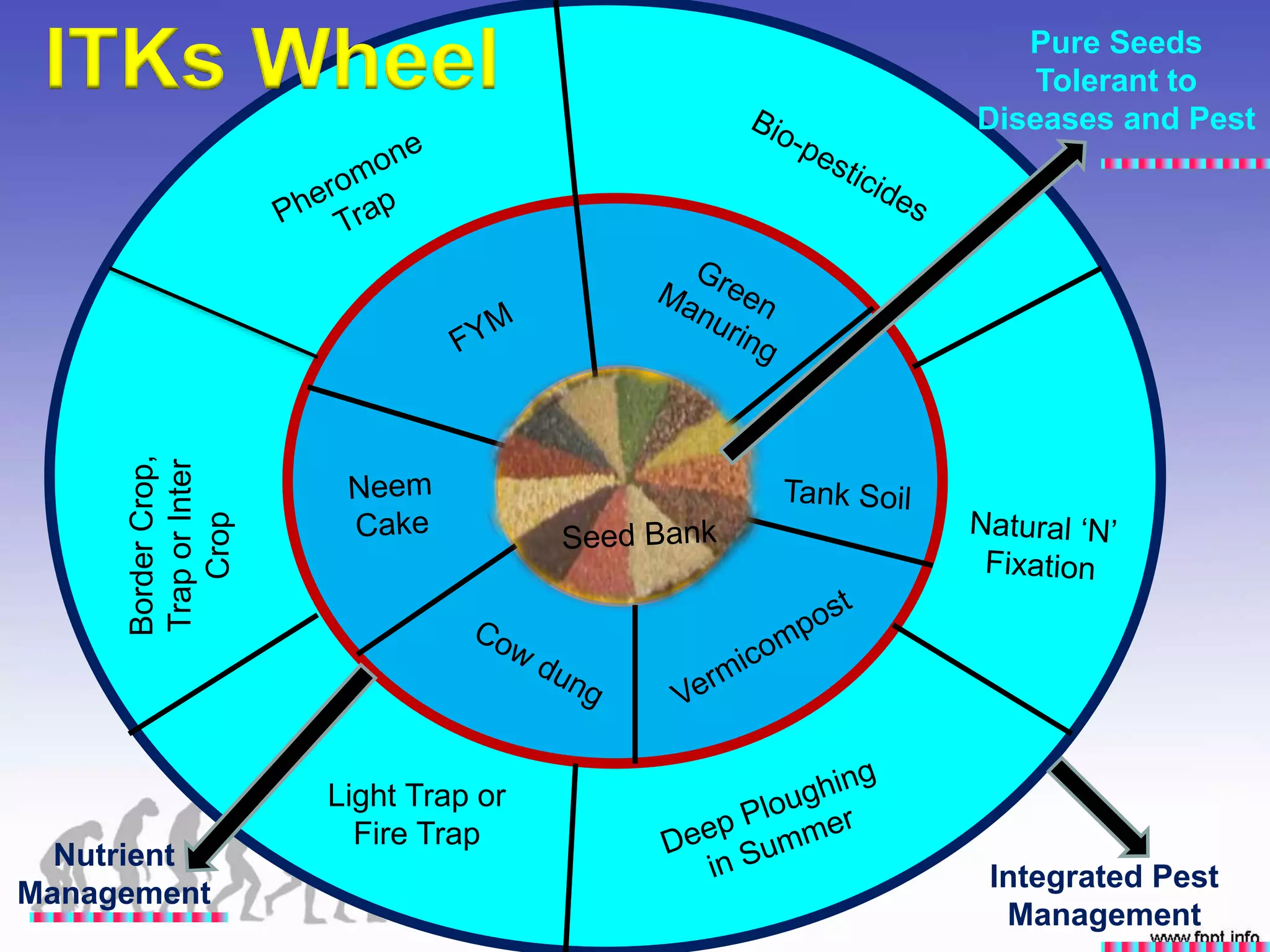 Seed
Bank
Light Trap or
Fire Trap
BorderCrop,
TraporInter
Crop
Integrated Pest
Management
Pure Seeds
Tolerant to
Diseases and Pest
Nutrient
Management
ITKs Wheel
 