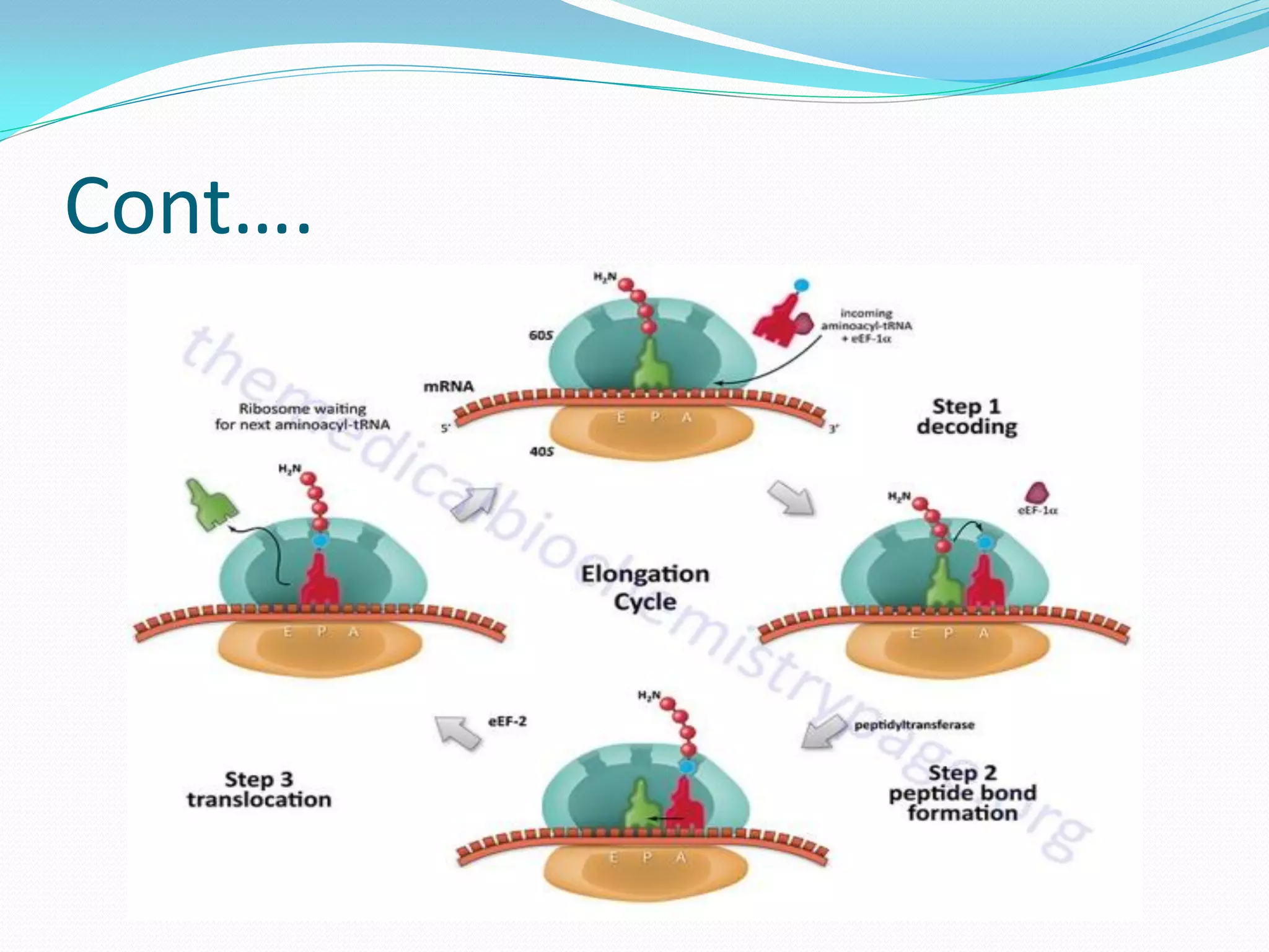 Translation in Prokaryotes and Eukaryotes | PDF