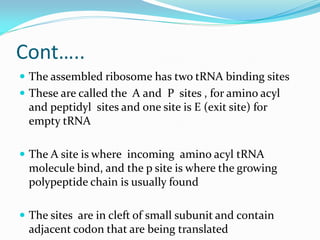 Cont…..
 The assembled ribosome has two tRNA binding sites
 These are called the A and P sites , for amino acyl
and peptidyl sites and one site is E (exit site) for
empty tRNA
 The A site is where incoming amino acyl tRNA
molecule bind, and the p site is where the growing
polypeptide chain is usually found
 The sites are in cleft of small subunit and contain
adjacent codon that are being translated
 