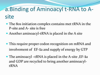 a.Binding of Aminoacyl t-RNA to A-
site
 The 80s initiation complex contains met tRNA in the
P-site and A- site is free
 Another aminoacyl-tRNA is placed in the A site
 This require proper codon recognition on mRNA and
involvement of EF-1a and supply of energy by GTP
 The aminoacyl –tRNA is placed in the A-site ,EF-1a
and GDP are recycled to bring another aminoacyl-
tRNA
 