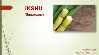 IKSHU
Department of dravyaguna
RUDRI JOSHI
(Sugarcane)
 