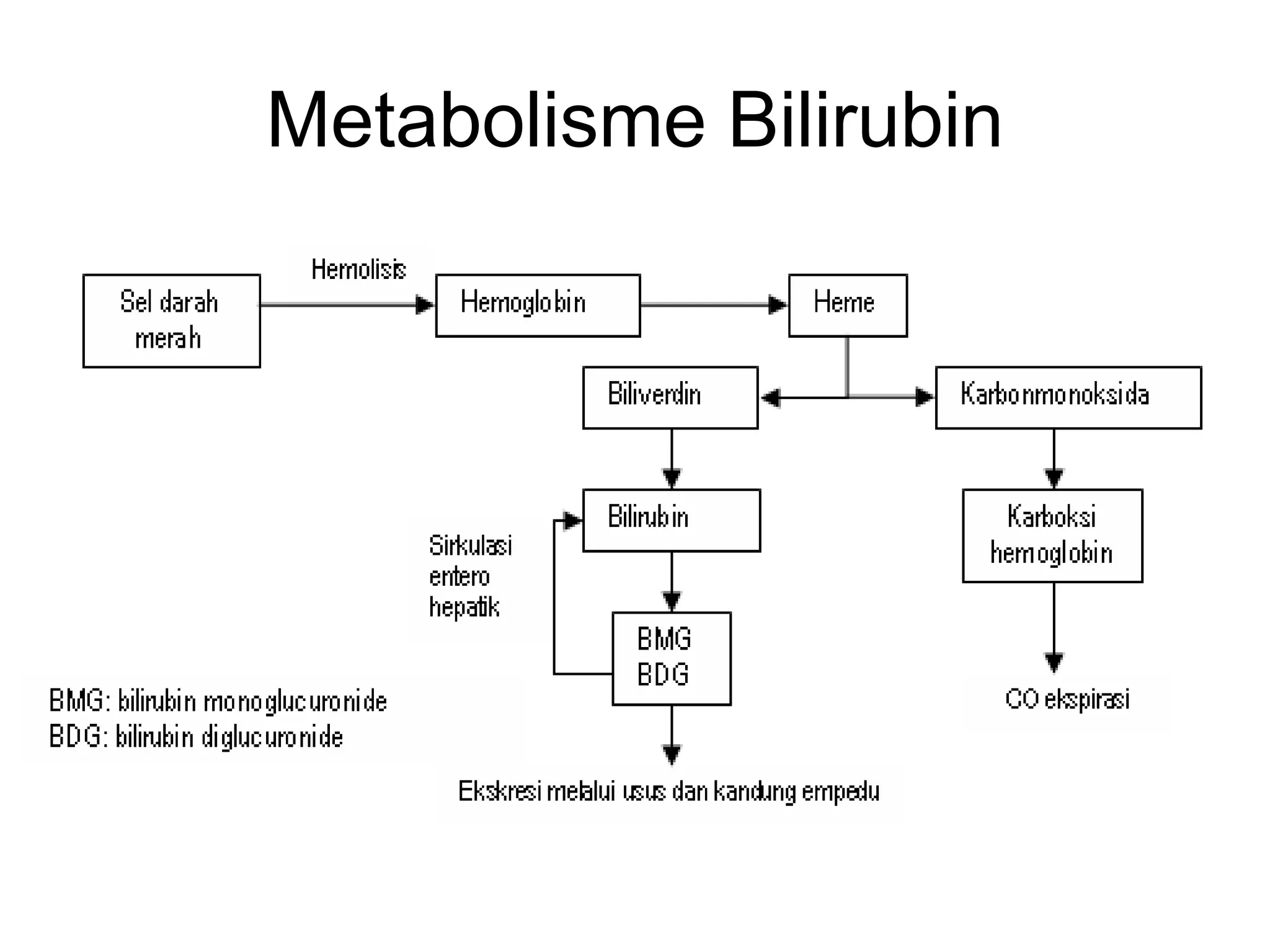 Metabolisme Bilirubin
 