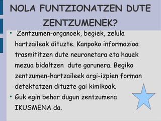NOLA FUNTZIONATZEN DUTE ZENTZUMENEK? Zentzumen-organoek, begiek, zelula hartzaileak dituzte. Kanpoko informazioa trasmititzen dute neuronetara eta hauek mezua bidaltzen  dute garunera. Begiko zentzumen-hartzaileek argi-izpien forman  detektatzen dituzte gai kimikoak. Guk egin behar dugun zentzumena IKUSMENA da. 