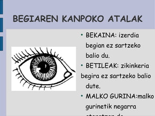 BEGIAREN KANPOKO ATALAK BEKAINA: izerdia begian ez sartzeko balio du. BETILEAK: zikinkeria  begira ez sartzeko balio dute. MALKO GURINA:malko gurinetik negarra ateratzen da. 