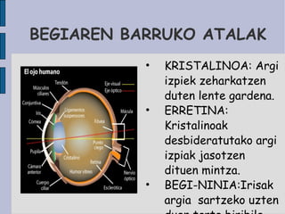 BEGIAREN BARRUKO ATALAK KRISTALINOA: Argi izpiek zeharkatzen duten lente gardena. ERRETINA: Kristalinoak  desbideratutako argi izpiak jasotzen dituen mintza. BEGI-NINIA:Irisak argia  sartzeko uzten duen tarte biribila. 