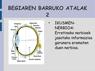 BEGIAREN BARRUKO ATALAK 2 IKUSMEN- NERBIOA: Erretinako nerbioek jasotako informazioa garunera eramaten duen nerbioa. 