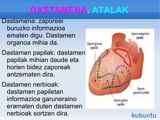 Begi lausoa: Begiko kristalinoak gardentasuna galtzen denean gertatzen da, eta ikusmena murrizten da. 