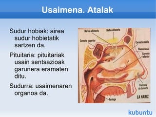DASTAMENA .  ATALAK Dastamena: zaporeei buruzko informazioa ematen digu. Dastamen organoa mihia da. 