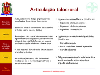 Anatomia do membro inferior
Articulação talocrural
●
Articulação sinovial do tipo gínglimo; admite
dorsiflexão e flexão plantar do tornozelo
●
Localizada entre as extremidades distais da tíbia
e fíbula e a parte superior do tálus
●
Em conjunto com a parte transversa inferior do
ligamento tibiofibular posterior, as extremidades
distais da tíbia e da fíbula formam um soquete
profundo no qual a tróclea do tálus se ajusta
●
A face medial do maléolo lateral articula-se com
a face lateral do tálus
●
Os maléolos prendem o tálus firmemente à
medida que ele se movimenta para a frente e
para trás no encaixe
Estruturas
superficiais
Quadril
Coxa e
articulação
do joelho
Perna
Pé e
tornozelo
●
Ligamento colateral lateral dividido em
– Ligamento talofibular anterior
– Ligamento talofibular posterior
– Ligamento calcaneofibular
●
Ligamento colateral medial (deltóide)
dividido em
– Fibra tibionavicular
– Fibras tibiotalares anterior e posterior
– Fibra tibiocalcânea
●
O ligamento colateral medial estabiliza
a articulação durante a eversão e
impede a subluxação
 