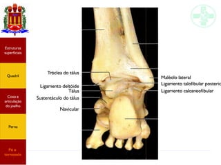 Anatomia do membro inferior
Estruturas
superficiais
Quadril
Coxa e
articulação
do joelho
Perna
Pé e
tornozelo
Tróclea do tálus
Ligamento deltóide
Tálus
Sustentáculo do tálus
Navicular
Maléolo lateral
Ligamento talofibular posterio
Ligamento calcaneofibular
 