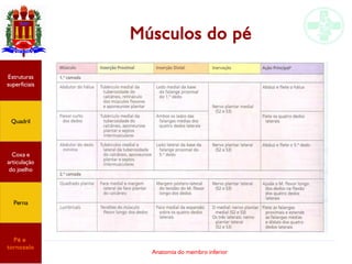 Anatomia do membro inferior
Estruturas
superficiais
Quadril
Coxa e
articulação
do joelho
Perna
Pé e
tornozelo
Músculos do pé
 
