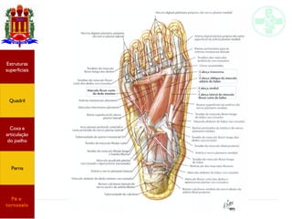 Anatomia do membro inferior
Estruturas
superficiais
Quadril
Coxa e
articulação
do joelho
Perna
Pé e
tornozelo
 