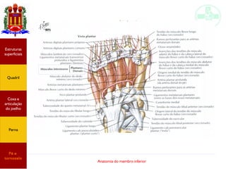 Anatomia do membro inferior
Estruturas
superficiais
Quadril
Coxa e
articulação
do joelho
Perna
Pé e
tornozelo
 