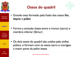 Anatomia do membro inferior
Ossos do quadril
●
Grande osso formado pela fusão dos ossos ílio,
ísquio e púbis
●
Forma a conexão óssea entre o tronco (sacro) e
membro inferior (fêmur)
●
Os dois ossos do quadril são unidos pela sínfise
púbica, e formam com os ossos sacro e coccígeo
a maior parte da pelve óssea
Estruturas
superficiais
Quadril
Coxa e
articulação
do joelho
Perna
Pé e
tornozelo
 