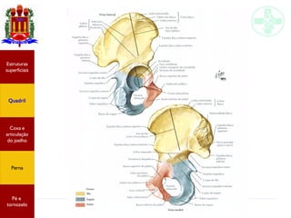 Anatomia do membro inferior
Estruturas
superficiais
Quadril
Coxa e
articulação
do joelho
Perna
Pé e
tornozelo
 