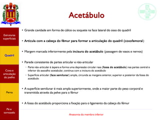 Anatomia do membro inferior
Acetábulo
●
Grande cavidade em forma de cálice ou soquete na face lateral do osso do quadril
●
Articula com a cabeça do fêmur para formar a articulação do quadril (coxofemoral)
●
Margem marcada inferiormente pela incisura do acetábulo (passagem de vasos e nervos)
●
Parede consistente de partes articular e não-articular
– Parte não-articular é áspera e forma uma depressão circular rasa (fossa do acetábulo) nas partes central e
inferior do assoalho acetabular, contínua com a incisura do acetábulo
– Superfície articular (face semilunar) ampla, circunda as margens anterior, superior e posterior da fossa do
acetábulo
●
A superfície semilunar é mais ampla superiormente, onde a maior parte do peso corporal e
transmitida através da pelve para o fêmur
●
A fossa do acetábulo proporciona a fixação para o ligamento da cabeça do fêmur
Estruturas
superficiais
Quadril
Coxa e
articulação
do joelho
Perna
Pé e
tornozelo
 