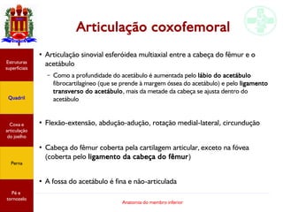 Anatomia do membro inferior
Articulação coxofemoral
●
Articulação sinovial esferóidea multiaxial entre a cabeça do fêmur e o
acetábulo
– Como a profundidade do acetábulo é aumentada pelo lábio do acetábulo
fibrocartilagíneo (que se prende à margem óssea do acetábulo) e pelo ligamento
transverso do acetábulo, mais da metade da cabeça se ajusta dentro do
acetábulo
●
Flexão-extensão, abdução-adução, rotação medial-lateral, circundução
●
Cabeça do fêmur coberta pela cartilagem articular, exceto na fóvea
(coberta pelo ligamento da cabeça do fêmur)
●
A fossa do acetábulo é fina e não-articulada
Estruturas
superficiais
Quadril
Coxa e
articulação
do joelho
Perna
Pé e
tornozelo
 