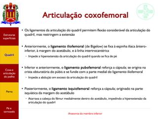 Anatomia do membro inferior
Articulação coxofemoral
●
Os ligamentos da articulação do quadril permitem flexão considerável da articulação do
quadril, mas restringem a extensão
●
Anteriormente, o ligamento iliofemoral (de Bigelow) se fixa à espinha ilíaca ântero-
inferior, à margem do acetábulo, e à linha intertrocantérica
– Impede a hiperextensão da articulação do quadril quando se fica de pé
●
Inferior e anteriormente, o ligamento pubofemoral reforça a cápsula; se origina na
crista obturatória do púbis e se funde com a parte medial do ligamento iliofemoral
– Impede a abdução em exceso da articulação do quadril
●
Posteriormente, o ligamento isquiofemoral reforça a cápsula; originado na parte
isquiática da margem do acetábulo
– Atarraxa a cabeça do fêmur medialmente dentro do acetábulo, impedindo a hiperextensão da
articulação do quadirl
Estruturas
superficiais
Quadril
Coxa e
articulação
do joelho
Perna
Pé e
tornozelo
 