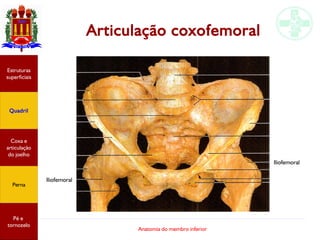 Anatomia do membro inferior
Articulação coxofemoral
Estruturas
superficiais
Quadril
Coxa e
articulação
do joelho
Perna
Pé e
tornozelo
Iliofemoral
Iliofemoral
 