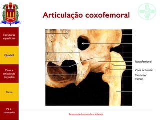 Anatomia do membro inferior
Articulação coxofemoral
Isquiofemoral
Zona orbicular
Trocânter
menor
Estruturas
superficiais
Quadril
Coxa e
articulação
do joelho
Perna
Pé e
tornozelo
 