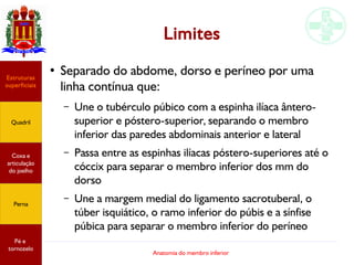Anatomia do membro inferior
Limites
●
Separado do abdome, dorso e períneo por uma
linha contínua que:
– Une o tubérculo púbico com a espinha ilíaca ântero-
superior e póstero-superior, separando o membro
inferior das paredes abdominais anterior e lateral
– Passa entre as espinhas ilíacas póstero-superiores até o
cóccix para separar o membro inferior dos mm do
dorso
– Une a margem medial do ligamento sacrotuberal, o
túber isquiático, o ramo inferior do púbis e a sínfise
púbica para separar o membro inferior do períneo
Estruturas
superficiais
Quadril
Coxa e
articulação
do joelho
Perna
Pé e
tornozelo
 