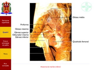Anatomia do membro inferior
Estruturas
superficiais
Quadril
Coxa e
articulação
do joelho
Perna
Pé e
tornozelo
Glúteo médio
Gêmeo superior
Obturador interno
Glúteo máximo
Piriforme
Gêmeo inferior
Quadrado femoral
 