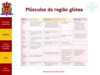 Anatomia do membro inferior
Músculos da região glútea
Estruturas
superficiais
Quadril
Coxa e
articulação
do joelho
Perna
Pé e
tornozelo
 
