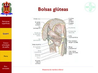 Anatomia do membro inferior
Bolsas glúteas
Estruturas
superficiais
Quadril
Coxa e
articulação
do joelho
Perna
Pé e
tornozelo
 