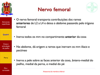 Anatomia do membro inferior
Nervo femoral
●
O nervo femoral transporta contribuições dos ramos
anteriores de L2 a L4 e deixa o abdome passando pelo trígono
femoral
●
Inerva todos os mm no compartimento anterior da coxa
●
No abdome, dá origem a ramos que inervam os mm ilíaco e
pectíneo
●
Inerva a pele sobre as faces anterior da coxa, ântero-medial do
joelho, medial da perna, e medial do pé
Estruturas
superficiais
Quadril
Coxa e
articulação
do joelho
Perna
Pé e
tornozelo
 