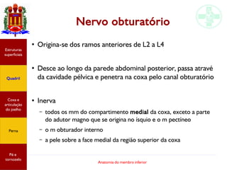 Anatomia do membro inferior
Nervo obturatório
●
Origina-se dos ramos anteriores de L2 a L4
●
Desce ao longo da parede abdominal posterior, passa atravé
da cavidade pélvica e penetra na coxa pelo canal obturatório
●
Inerva
– todos os mm do compartimento medial da coxa, exceto a parte
do adutor magno que se origina no ísquio e o m pectíneo
– o m obturador interno
– a pele sobre a face medial da região superior da coxa
Estruturas
superficiais
Quadril
Coxa e
articulação
do joelho
Perna
Pé e
tornozelo
 