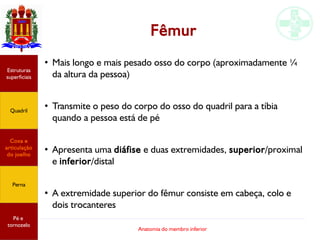 Anatomia do membro inferior
Fêmur
●
Mais longo e mais pesado osso do corpo (aproximadamente ¼
da altura da pessoa)
●
Transmite o peso do corpo do osso do quadril para a tíbia
quando a pessoa está de pé
●
Apresenta uma diáfise e duas extremidades, superior/proximal
e inferior/distal
●
A extremidade superior do fêmur consiste em cabeça, colo e
dois trocanteres
Estruturas
superficiais
Quadril
Coxa e
articulação
do joelho
Perna
Pé e
tornozelo
 