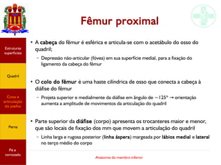 Anatomia do membro inferior
Fêmur proximal
●
A cabeça do fêmur é esférica e articula-se com o acetábulo do osso do
quadril;
– Depressão não-articular (fóvea) em sua superfície medial, para a fixação do
ligamento da cabeça do fêmur
●
O colo do fêmur é uma haste cilíndrica de osso que conecta a cabeça à
diáfise do fêmur
– Projeta superior e medialmente da diáfise em ângulo de ~125º orientação→
aumenta a amplitude de movimentos da articulação do quadril
●
Parte superior da diáfise (corpo) apresenta os trocanteres maior e menor,
que são locais de fixação dos mm que movem a articulação do quadril
– Linha larga e rugosa posterior (linha áspera) margeada por lábios medial e lateral
no terço médio do corpo
Estruturas
superficiais
Quadril
Coxa e
articulação
do joelho
Perna
Pé e
tornozelo
 