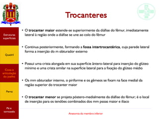 Anatomia do membro inferior
Trocanteres
●
O trocanter maior estende-se superiormente da diáfise do fêmur, imediatamente
lateral à região onde a diáfise se une ao colo do fêmur
●
Continua posteriormente, formando a fossa intertrocantérica, cuja parede lateral
forma a inserção do m obturador externo
●
Possui uma crista alongada em sua superfície ântero-lateral para inserção do glúteo
mínimo e uma crista similar na superfície lateral para a fixação do glúteo médio
●
Os mm obturador interno, o piriforme e os gêmeos se fixam na face medial da
região superior do trocanter maior
●
O trocanter menor se projeta póstero-medialmente da diáfise do fêmur; é o local
de inserção para os tendões combinados dos mm psoas maior e ilíaco
Estruturas
superficiais
Quadril
Coxa e
articulação
do joelho
Perna
Pé e
tornozelo
 