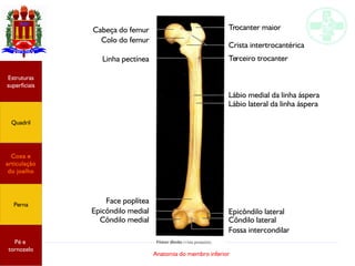 Anatomia do membro inferior
Trocanter maior
Crista intertrocantérica
Terceiro trocanter
Lábio medial da linha áspera
Lábio lateral da linha áspera
Epicôndilo lateral
Côndilo lateral
Fossa intercondilar
Côndilo medial
Epicôndilo medial
Face poplítea
Linha pectínea
Colo do femur
Cabeça do femur
Estruturas
superficiais
Quadril
Coxa e
articulação
do joelho
Perna
Pé e
tornozelo
 
