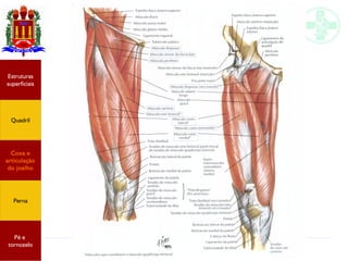 Anatomia do membro inferior
Estruturas
superficiais
Quadril
Coxa e
articulação
do joelho
Perna
Pé e
tornozelo
 