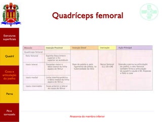 Anatomia do membro inferior
Quadríceps femoral
Estruturas
superficiais
Quadril
Coxa e
articulação
do joelho
Perna
Pé e
tornozelo
 