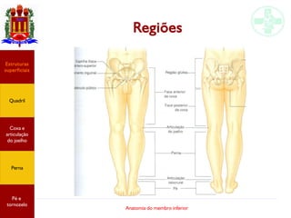 Anatomia do membro inferior
Regiões
Estruturas
superficiais
Quadril
Coxa e
articulação
do joelho
Perna
Pé e
tornozelo
 