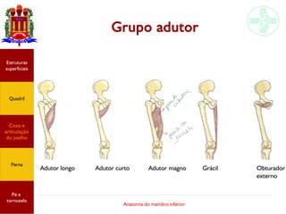 Anatomia do membro inferior
Estruturas
superficiais
Quadril
Coxa e
articulação
do joelho
Perna
Pé e
tornozelo
Grupo adutor
Adutor longo Adutor curto Adutor magno Grácil Obturador
externo
 