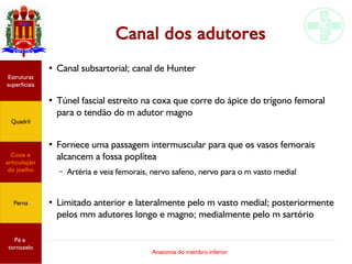Anatomia do membro inferior
Canal dos adutores
●
Canal subsartorial; canal de Hunter
●
Túnel fascial estreito na coxa que corre do ápice do trígono femoral
para o tendão do m adutor magno
●
Fornece uma passagem intermuscular para que os vasos femorais
alcancem a fossa poplítea
– Artéria e veia femorais, nervo safeno, nervo para o m vasto medial
●
Limitado anterior e lateralmente pelo m vasto medial; posteriormente
pelos mm adutores longo e magno; medialmente pelo m sartório
Estruturas
superficiais
Quadril
Coxa e
articulação
do joelho
Perna
Pé e
tornozelo
 