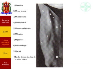Anatomia do membro inferior
1) M sartório
2) M reto femoral
3) M vasto medial
4) M vasto lateral
5) M tensor da fácia lata
6) M iliopsoas
7) M pectíneo
8) M adutor longo
9) M grácil
10)Tendão de inserção distal do
m adutor magno
1
2
3
4
5
6
7
8
9
10
Estruturas
superficiais
Quadril
Coxa e
articulação
do joelho
Perna
Pé e
tornozelo
 