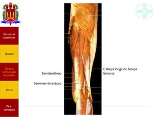 Anatomia do membro inferior
Estruturas
superficiais
Quadril
Coxa e
articulação
do joelho
Perna
Pé e
tornozelo
Semitendíneo
Semimembranáceo
Cabeça longa do bíceps
femoral
 