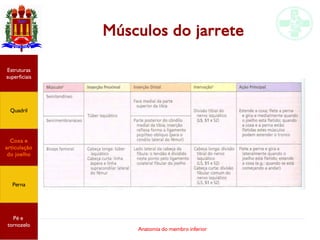Anatomia do membro inferior
Músculos do jarrete
Estruturas
superficiais
Quadril
Coxa e
articulação
do joelho
Perna
Pé e
tornozelo
 