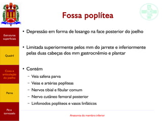 Anatomia do membro inferior
Fossa poplítea
●
Depressão em forma de losango na face posterior do joelho
●
Limitada superiormente pelos mm do jarrete e inferiormente
pelas duas cabeças dos mm gastrocnêmio e plantar
●
Contém
– Veia safena parva
– Veias e artérias poplíteas
– Nervos tibial e fibular comum
– Nervo cutâneo femoral posterior
– Linfonodos poplíteos e vasos linfáticos
Estruturas
superficiais
Quadril
Coxa e
articulação
do joelho
Perna
Pé e
tornozelo
 